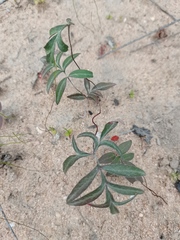Pelargonium attenuatum