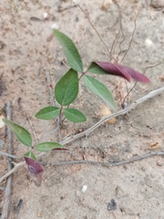 Pelargonium attenuatum