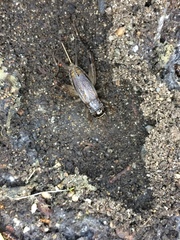 Loxoblemmus arietulus