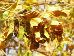 Galaesus hasticornis