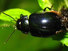 Chrysolina aurichalcea