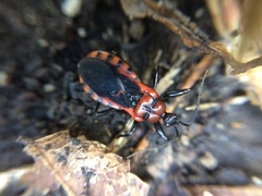 Haematoloecha nigrorufa