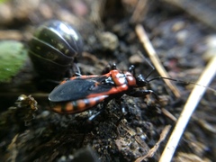 Haematoloecha nigrorufa