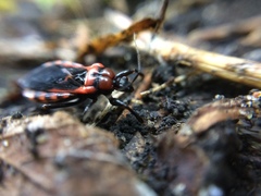 Haematoloecha nigrorufa