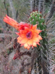 Borzicactus sepium