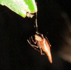 Rhomphaea urquharti