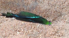 Achillides
