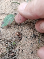 Pelargonium attenuatum