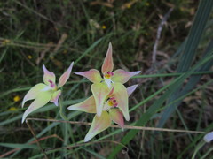 Caladenia × spectabilis