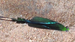 Achillides