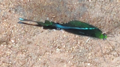 Achillides