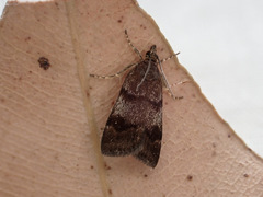 Scoparia ergatis