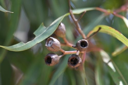 Angophora costata