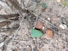 Pelargonium attenuatum