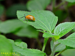 Laphris emarginata rufofulva