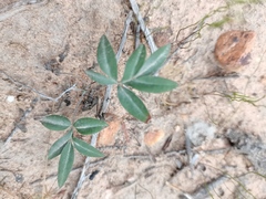 Pelargonium attenuatum