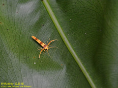 Stathmopoda fusciumeraris