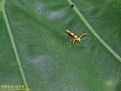 Stathmopoda fusciumeraris