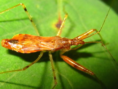 Gorpis brevilineatus