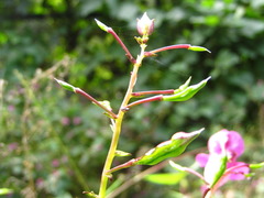 Impatiens textorii
