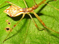 Epidaus tuberosus