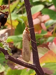 Trichoptera
