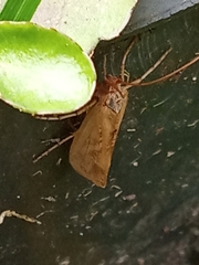 Trichoptera