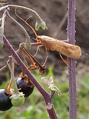 Trichoptera