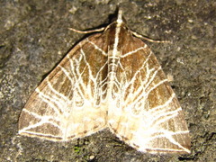 Evecliptopera illitata