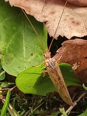 Trichoptera
