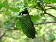 Apoderus jekelii
