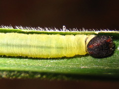 Potanthus flavus