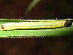 Potanthus flavus