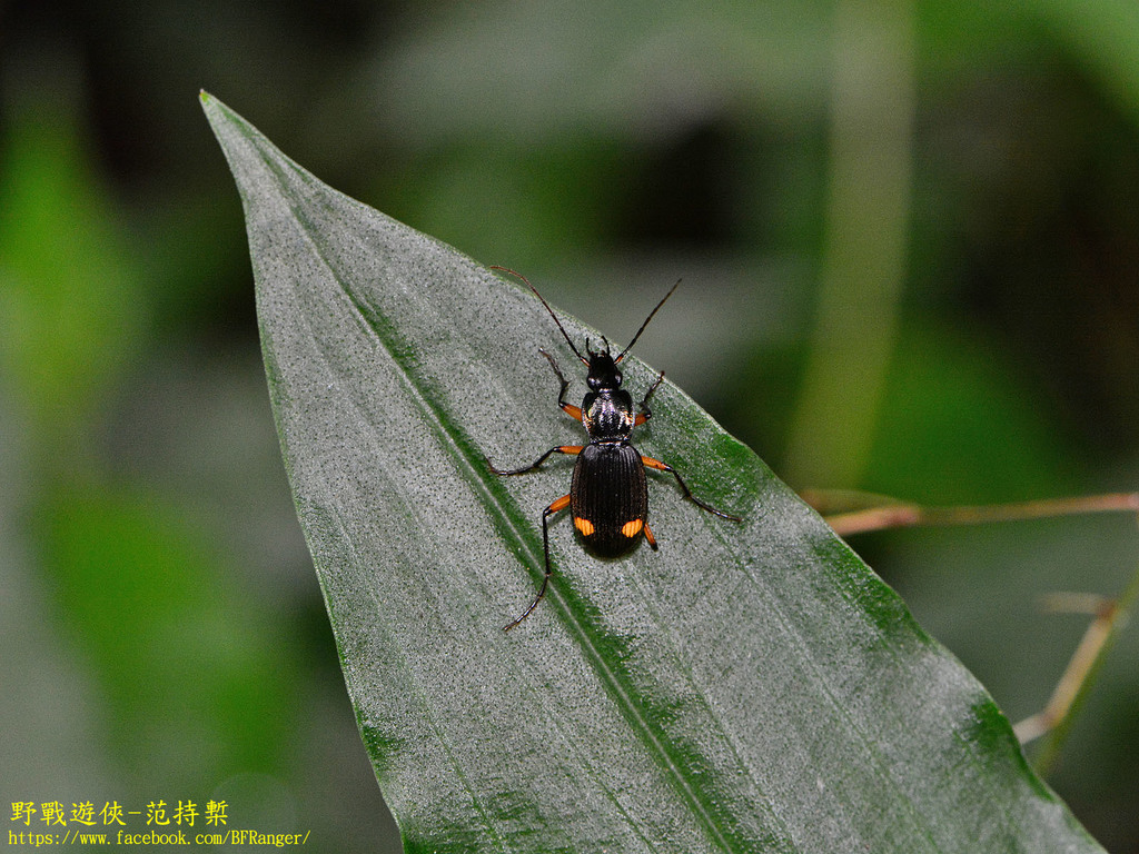 Chlaenius piligenys