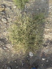 Magnoliopsida
