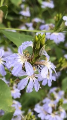 Scaevola nitida