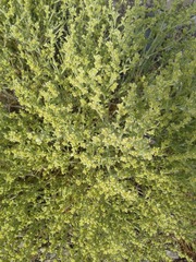 Magnoliopsida