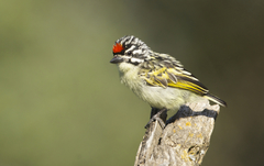 Pogoniulus pusillus