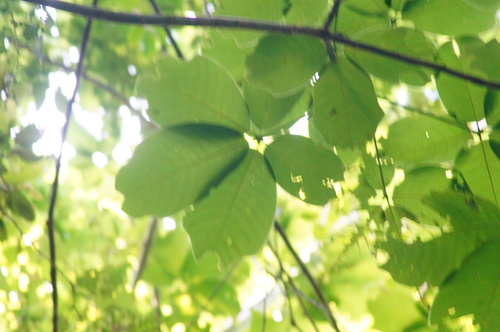 Pseudobombax ellipticum