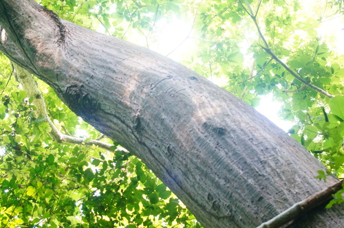 Pseudobombax ellipticum