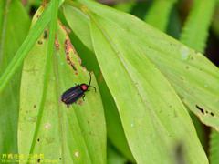 Pyrocoelia formosana