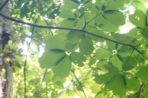 Pseudobombax ellipticum