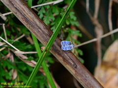 Borysthenes maculatus