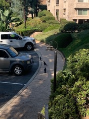 Corvus brachyrhynchos