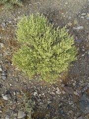 Magnoliopsida