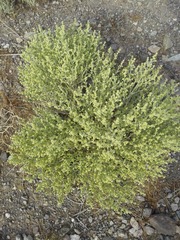 Magnoliopsida