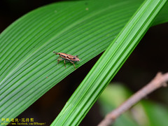 Sphenocorynes kosempoensis