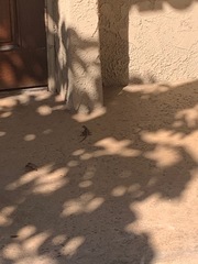 Sceloporus occidentalis longipes