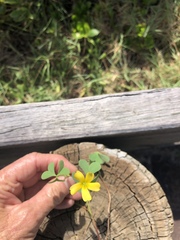 Oxalis rubens