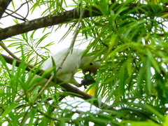 Cacatua goffiniana